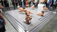 Billionaire heads on robot dogs pooping photos go viral at major Miami art fair