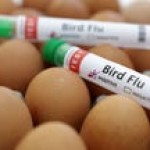 US egg production drops as prices continue to rise along with bird flu cases