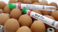 US egg production drops as prices continue to rise along with bird flu cases