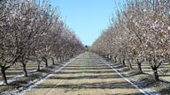 Gavin Newsom wants almonds, other exports exempt from tariff retaliation