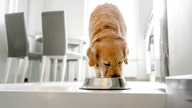 Popular pet food brand halts production after FDA warns of possible dangerous contamination