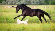 Recall issued for dog and horse medication after fiberglass found in vials